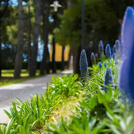 Tra Gli Alberi E Il Mare
