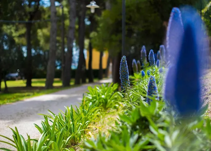 Tra Gli Alberi E Il Mare